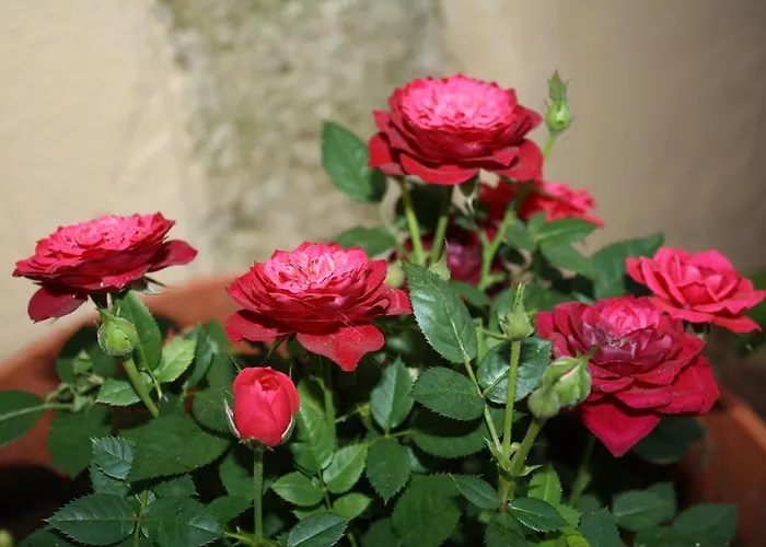 Anemones Hriszí Aktí Haniá