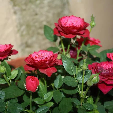 Anemones Chania (Crete)